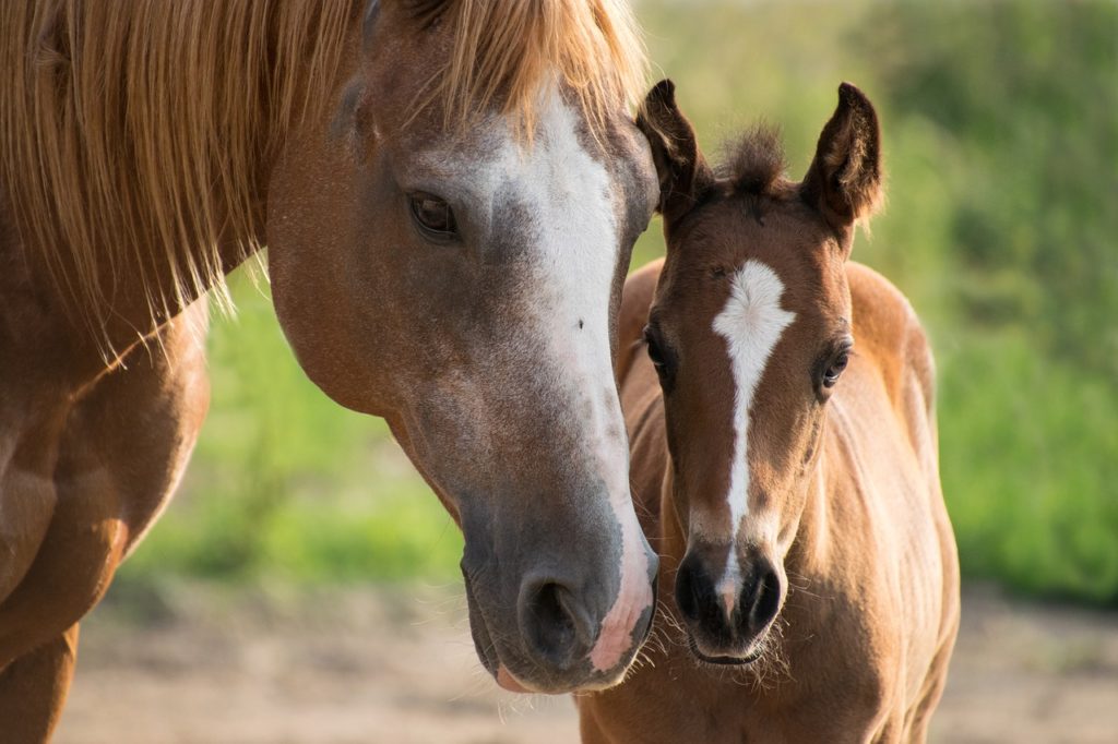 foal-3467629_1280