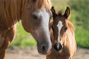 foal-3467629_1280